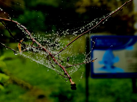 spider web standing on leaves