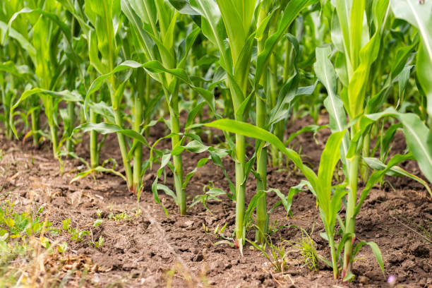 istock Rows of young corn shoots on a sunny day 1483039978