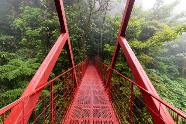 hanging bridge in monteverde cloud forest reserve, costa rica - monteverde cloud forest imagens e fotografias de stock