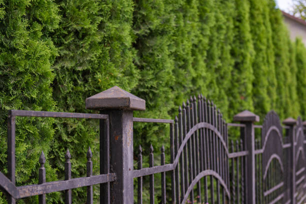 istock Rusty iron fence under green thuja trees 1483041339