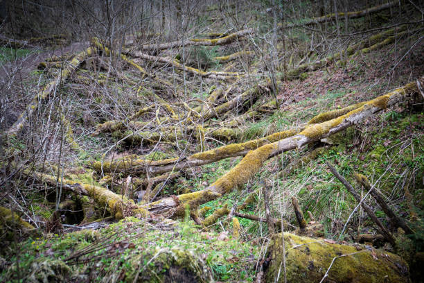 istock Old fallen trees covered with moss. Weather and nature 1483041657