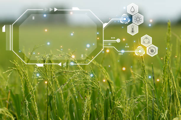 istock Smart Farm, Nature of rice field on rice paddy 1483042568