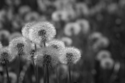 close up of dandelions in a field