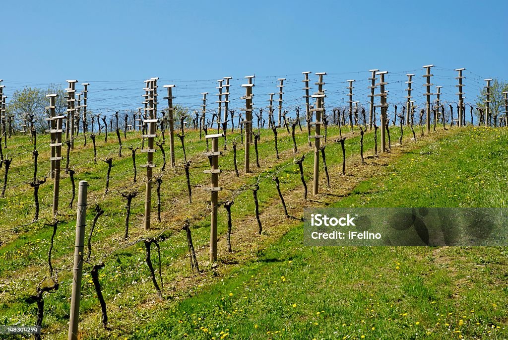 Plantación de viñas - Foto de stock de Agricultura libre de derechos