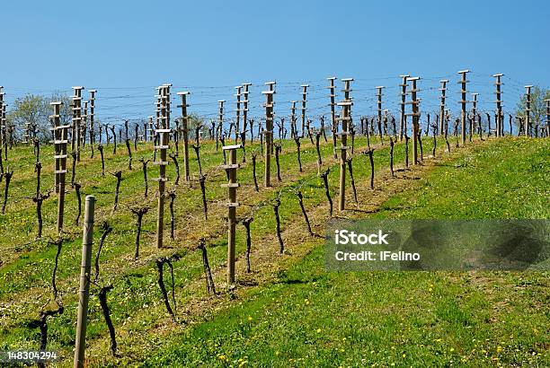 Plantación De Viñas Foto de stock y más banco de imágenes de Agricultura - Agricultura, Aire libre, Campo - Tierra cultivada