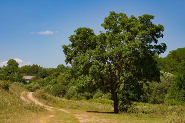 istock A green tree grows near a dirt road 1483043806