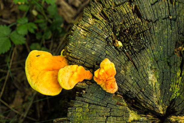 Sulfur shelf mushroom, Laetiporus sulphureus, or chicken of the forest, a mushroom in the forests of Ukraine