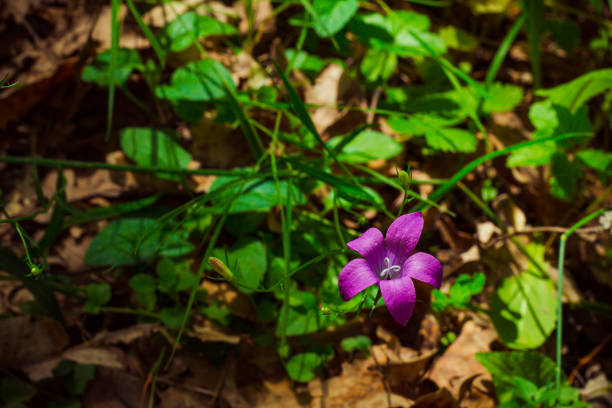 In the spring, a whole variety of flowers bloom in the forest, including campanula bells
