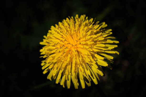 istock Bright yellow dandelion flower close up 1483043826