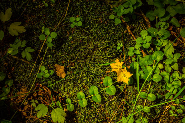 Amazing microcosm of nature - you only need to look closely