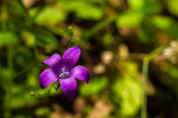 istock The purple flower looks like a bell 1483043836
