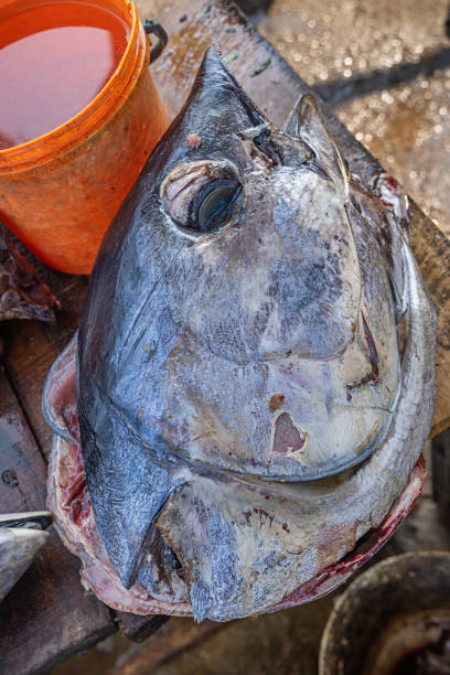 cabeza de un atún aleta amarilla en una lonja - big eye tuna fotografías e imágenes de stock