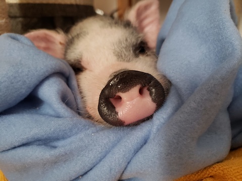 Mini pig taking a nap