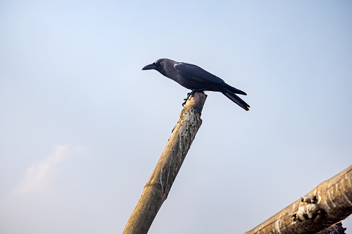 Crow sitting on a pole close to the fish market in Negombo in Sri Lanka