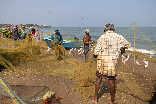 Negombo, Sri Lanka - March 7th 2023: Men cleaning fishing nets on the beach while the egrets are looking for food just outside the fish market in Negombo which is the largest in Sri Lanka and is a center for supplying fish to the capital Colombo and for export