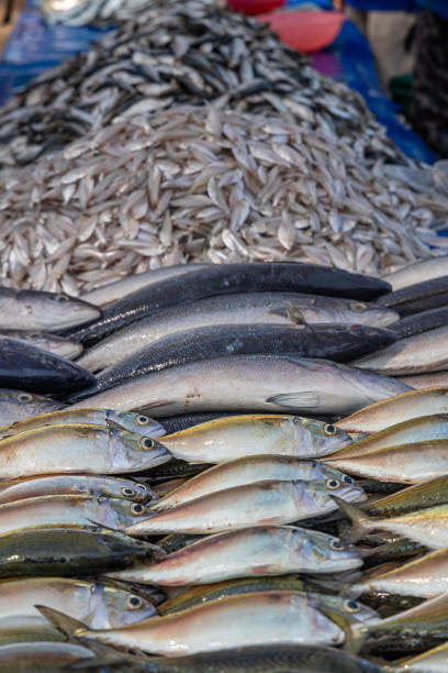 pesce in una pescheria - fish fish market catch of fish market foto e immagini stock