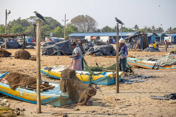 Negombo, Sri Lanka - March 7th 2023:  Woman cleaning fishing nets on the beach outside the fish market in Negombo which is the largest in Sri Lanka and is a center for supplying fish to the capital Colombo and for export