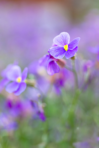 pansy flowers background