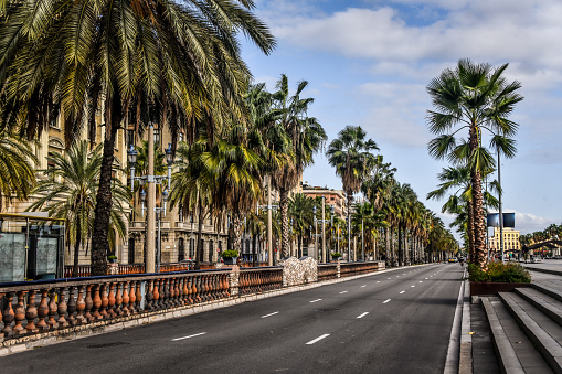 Boulevard Full Of Palm Trees On Gobierno Militar In Barcelona, Spain