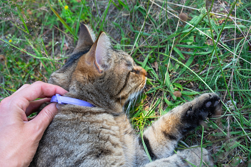 A cat's collar against ticks and fleas with natural celandine and lavender oil. Natural repelling of blood-sucking insects for a domestic pet walking outdoors