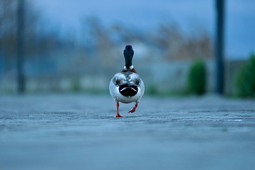 Duck walks alone from behind in the evening