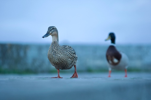 Couple of ducks walking in the evening, relationship concept
