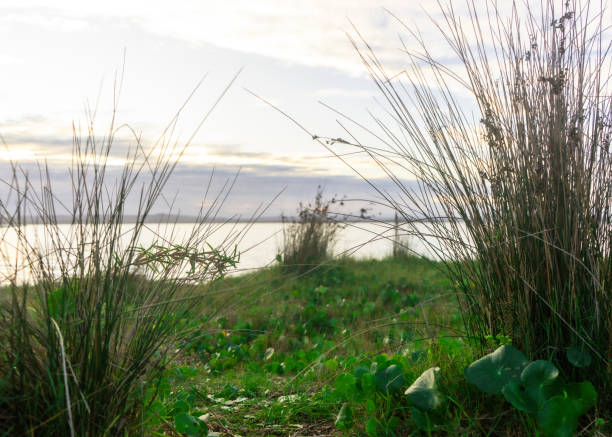 istock Grass and plants on the lake edge at sunset 1483048658