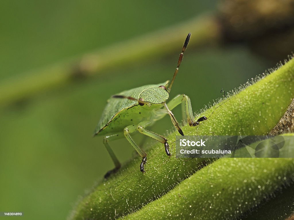 Bug verte (Palomena prasina) - Photo de Anatomie libre de droits