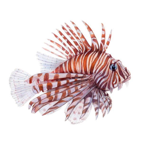 ilustrações, clipart, desenhos animados e ícones de desenho da aquarela do peixe-leão no fundo branco. imagem subaquática realisticamente pintada para ilustração, adesivos, logotipo, cartaz - lionfish