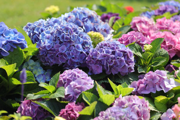 istock a color Hydrangea garden, Blooming In Park 1483049587