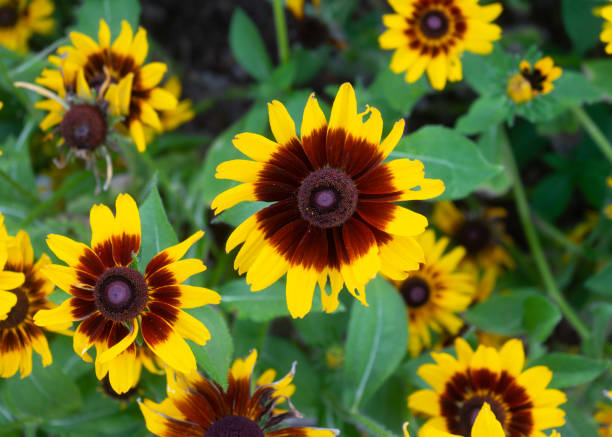 istock Brown and yellow daisies 1483051557