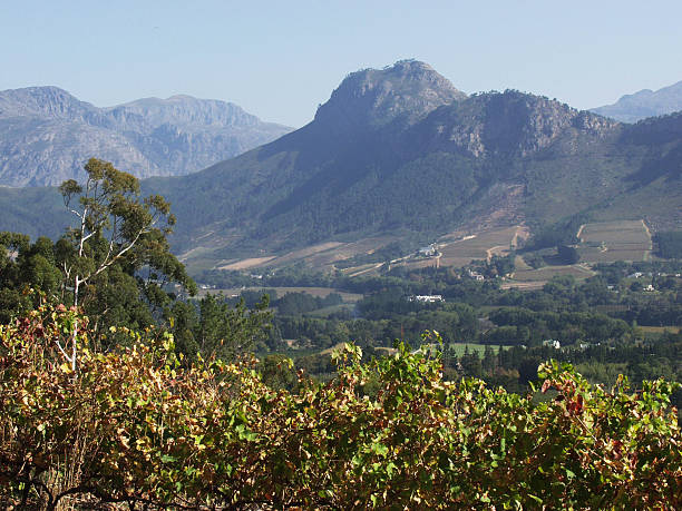 Winelands of the Western Cape stock photo