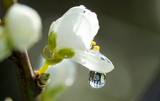 Plum blossom with raindrop close up in nature.