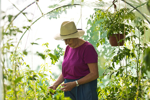 Senior woman wearing hat and examining plants standing in greenhouse.