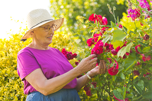 Senior woman wearing straw hat examining red roses in garden.