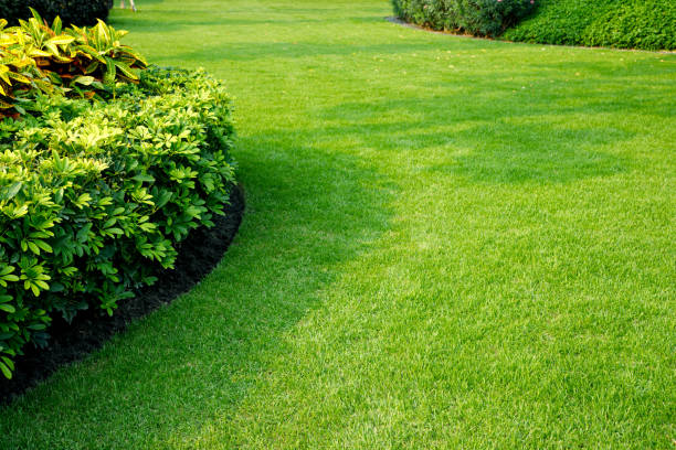 istock Beautiful green lawn in the park 1483054706