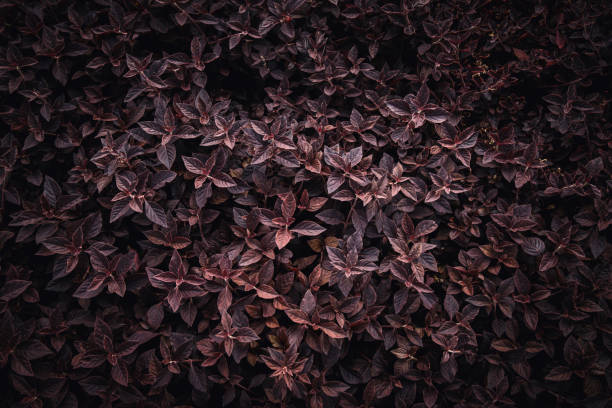istock Background texture, purple gooseberry an ornamental plant in the park 1483054708