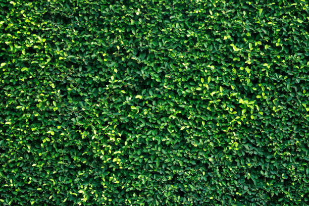istock Beautiful green trees background texture image in the park 1483055162