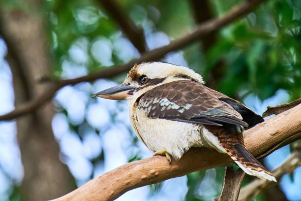 istock Kookaburra perched on a tree branch in its natural habitat on blurred background 1483057319