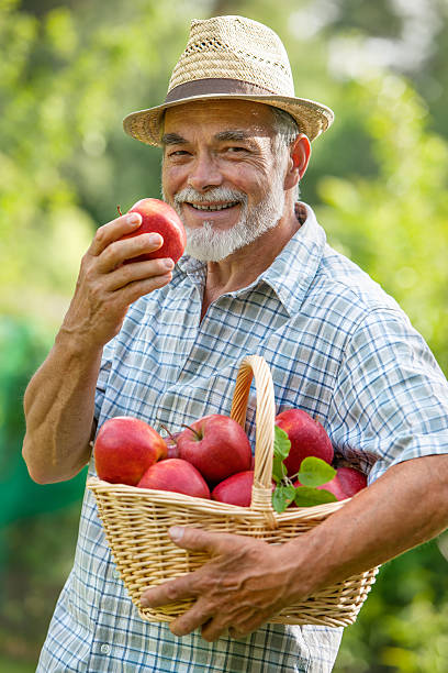 istock Gardener with a basket of ripe apples 148305749