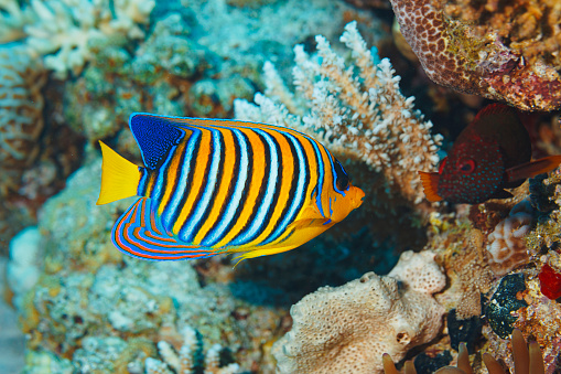 Royal angelfish Sea life. Underwater scene with coral and  fish  . Scuba diver point of view.