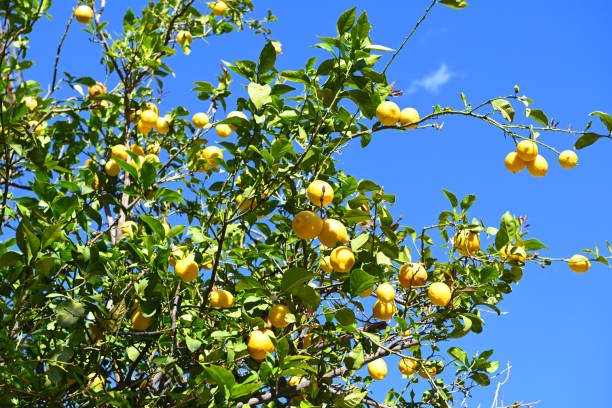 close up lemon tree branches with fresh lemons over clear blue sky with sunbeam