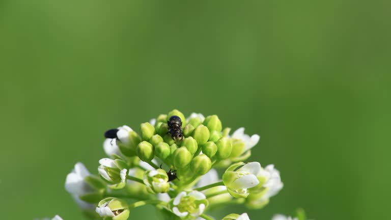 Meligethes aeneus, rape beetle mating on blossom field pennycress flower. Animal, spring background