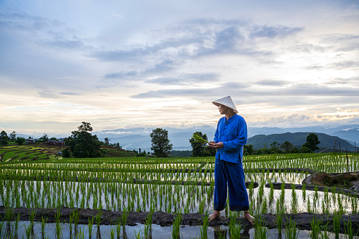 Farmers grow rice in the rainy season in Thailand. Farmers farming on rice terraces. Farmer rice field.