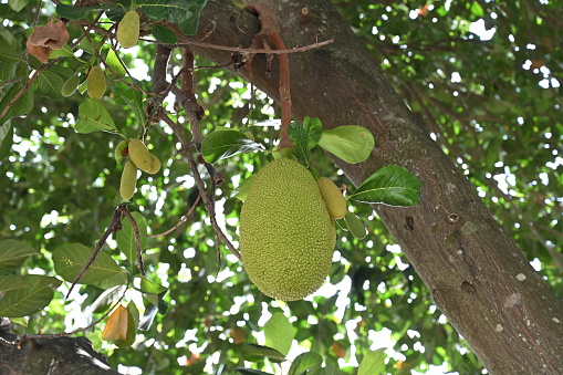 Jackfruit on the tree