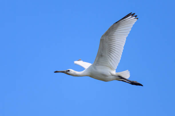 istock A flying spoonbill on a sunny day in summer 1483063874