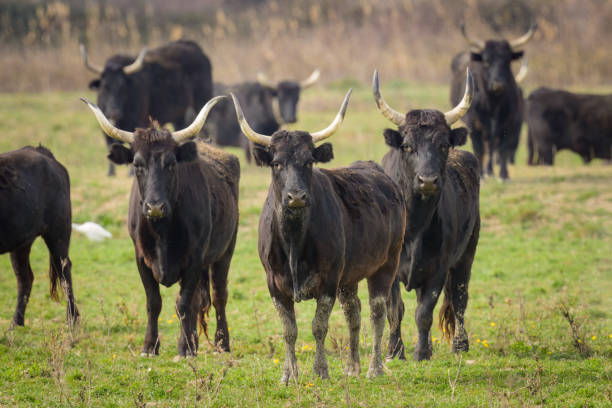 istock A group of black bulls standing on a pasture in Camargue 1483065176