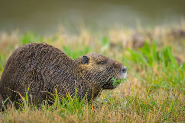 istock A nutria walking near water and looking for food 1483065238
