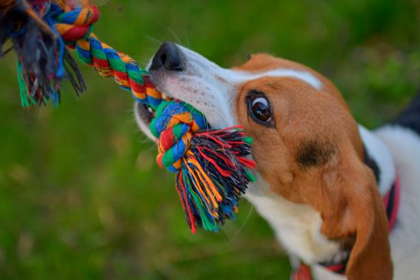 istock A dog pulling a colored rope. Beagle dog playing with his master. Dog and his master outside. Dog and his toy. Authentic and live photo. 1483065446