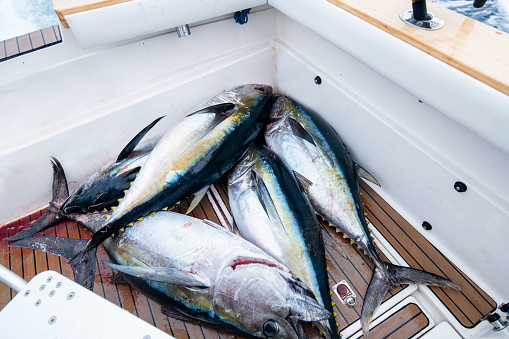 Four catches tuna fish in boat.